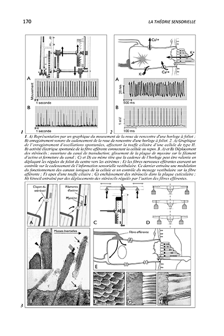 Page 3 - L'horloge Vestibulaire