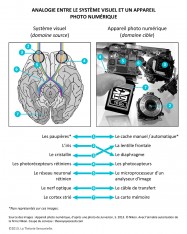 Analogie sensorielle systeme visuel appareil photo domaine source domaine cible neurosciences theorie sensorielle