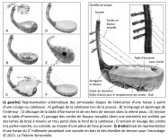 analogie harpe Mésopotamie courge calebasse corde boyau torsadé tension nouage console accordage