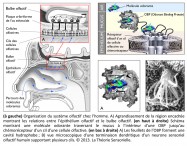 Organisation, système olfactif, olfaction, odeur, odorat, molécule, cil d'une cellule olfacitve, épithélium olfactif, mucus, bulbe olfactif, OBP, odorant-binding protein, chémorécepteurs, chimiorécepteurs, cavité hydrophobe, terminaison dendritique, neurone sensoriel olfactif