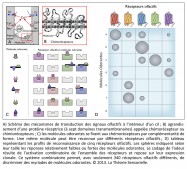 transduction, signaux olfactifs, cil, protéine réceptrice, domaines transmembranaires, chémorécepteurs, chimiorécepteurs, molécules odorantes, activation combinatoire, codage, odeur, nez