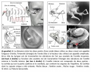 onde, crêtes, creux, longueur d'onde, intensité, énergie, hauteur des crêtes, amplitude, tympan, osselets, vibrations, oreille externe, oreille moyenne, oreille interne, cochlée, capsule otique, fenêtre ovale, fenêtre ronde, anatomie, biologie, physiologie, audition