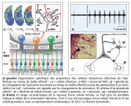 projections des cellules réceptrices olfactives, épithélium, bulbe olfactif, axone, glomérule, activation neuronale, dendrite, cellule mitrale, cellule à panache, astrocyte, périglomérulaire, stimulation odorante, cellule granulaire, nez