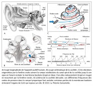 audition, appareil auditif, cochlée, vibrations, fenêtre ovale, fenêtre ronde, cochlée déroulée, fréquences, ondes de pression, rampe tympanique, membrane basialire, organe de Corti, anatomie, physiologie, oreille