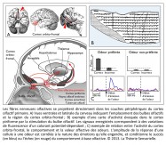 Cavité nasale, cortex orbito-frontal, amygdale, hypothalamus, thalamus, hippocampe, bulbe olfactif, aire olfactive primaire, cortex piriforme, noyau olfactif antérieur, cortex entorhinal, tubercule olfactif, émission de l'odeur, fibres nerveuses, cerveau