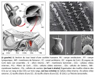 audition, cochlée, rampe vestibulaire, rampe tympanique, membrane de Reissner, canal cochléaire, organe de Corti, sillon interne, membrane tectoriale, cellules ciliées internes, cellules ciliées, externes, cellules de Deiters, membrane basilaire, cellules de soutien, touffes ciliaires, CCIs, CCEs, biologie, oreille