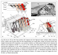 analogie organe de Corti oreille interne cellule ciliée externe CCE longueur d'onde membrane tectoriale