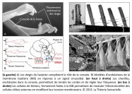 doigts, harpiste, harpe, console, analogie, ondulations, membrane basilaire, cochlée, signal sinusoïdal, chevilles, cordes, fréquences, corde tendue, cellules de Deiters, MB, moduler, modulation, électromotilité, cellules ciliées externes, tension membranaire, biologie, biomécanique, Tristan Girard, Philippe Roi, neurosciences, chercheur, recherche en neuroscience