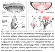 analogie, analogie sensorielle, caisse de résonnance, vibrations, cordes, harpe, cerveau, ondes sonores, parois, formes, ouïes, harpiste, micromouvements, réverbération sonore, CCIs, fibres afférentes, message, convertir, conversion, message auditif, udition, Philippe Roi, Tristan Girard, chercheur, recherche en neurosciences