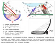 analogie, synthèse, schéma, harpe urukéenne, organe de Corti, comparaison, socles, piliers de Corti, arches, stabiliser, stabilité, audition, Tristan Girard, Philippe Roi, recherche en neurosciences, chercheur