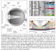 analogie, image, système visuel, lumière, rayons, focaliser, cornée, cristallin, fossette centrale de la rétine, fovéa, circuits, rétine, neurones, photorécepteurs, cellule horizontale, cellule ganglionnaire, voie verticale, transmission de l'information, information, informations visuelles, cerveau, vision, vision diurne, photorécepteurs à cône, vision nocturne, photorécepteurs à bâtonnet, fovéa, vaisseaux, couches cellulaires, superficielles, rayons lumineux, diffusion, segments externes