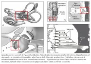 agrandissement, appareil vestibulaire, localisation, macules, oreille interne, positionnement, utricule, saccule, macule utriculaire, macule sacculaire, épithélium, cellules sensorielles, membrane otoconiale, cellule de type II, apex, touffe ciliaire, plaque cuticulaire