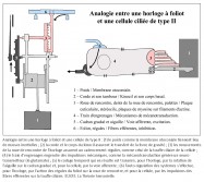 analogie, horloge mécanique à foliot, horloge à foliot, cellule de type II, poids, membrane otoconiale, masses inertielles, corde, kinocil, force de gravité, gravité, gravitation, mouvements, roue de rencontre, cadencement, régulier, touffe ciliaire, train d'engrenages, impulsions mécaniques, mécanotransduction, neurotransmetteur, glutamate, codage temporel, rotation de l'aiguille, cadran gradué, voie afférente, autorégulation, système, régules, fibres efférentes