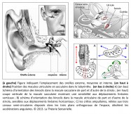 oreille externe, oreille moyenne, oreille interne, macule utriculaire, macule sacculaire, labyrinthe, orientation, kinocil, striola, sensibilité, déplacements linéaires verticaux, déplacements linéaires horizontaux, crêtes ampulaires, canaux semi-circulaires, plans orthogonaux, espace, accélérations angulaires.