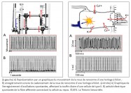 graphique, mouvement, roue de rencontre, horloge à foliot, enregistrement sonore, cadencement, oscillations spontanées, touffe ciliaire, cellule de type II, activité électrique spontanée, fibre afférente, cellule au repos