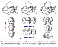 Philippe Roi, chercheur en neurosciences, déplacements linéaires verticaux, déplacements linéaires horizontaux, sensibilisation des crêtes ampulaires, canaux semi-circulaires, analogie, déplacement radiale, vertical, sagittal, horizontal, rotation, orientation, physiologie, biologie, anatomie, systeme vestibulaire