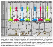 Philippe Roi, Tristan Girard, classes de neurones, rétine, lumière, cônes bleu, vert, rouge, cellules horizontales, cellules ganglionnaires, sensibilités spectrales, zone d'absorbtion de la lumière, segments externes, photorécepteurs, épithélium pigmentaire, chiorocapillaire