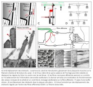 stéréocils, canal de transduction, plaque de myosine, filament d'actine, cadence, horloge régules, foliot, centre, extrêmes, fibres nerveuses efférentes, contrôle, cadencement, information sensorielle vestibulaire, modulation, canaux ioniques, message vestibulaire, fibre afférente, apex, touffe ciliaire, enchâssement, plaque cuticulaire, kinocil