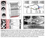 Tristan Girard, chercheur en neurosciences, analogie, métier à tisser, saccule, utricule, kinocil, macule sacculaire, membrane gélatineuse, otolithes, otoconies, trame, nappe, pesons, prise de l'information, cellule vestibulaire de type I, cellule ciliée de type I, touffe ciliaire, microscopie à balayage