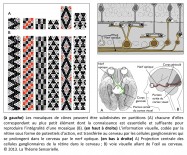 mosaïques de cônes, partitions, reproduire, information visuelle, codification, rétine, potentiel d'action, cevreau, cellules ganglionnaires, nerf optique, images numériques, tablette d'argile, lignes horizontales, Hall aux piliers, niche, pictogramme, compression, valeurs numériques, longue distance, modèle original