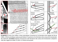 mécanotransduction, navette, analogie, métier à tisser, lices, nappes de fils de chaîne, liens protéiques apicaux, ouverture, fermeture, canaux de transduction, stéréocils, nappes de chaîne