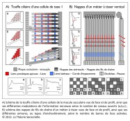 mécanotransduction, macule sacculaire, information nerveuse, navette, modulation de l'information nerveuse, analogie, métier à tisser, lices, nappes de fils de chaîne, liens protéiques apicaux, ouverture, fermeture, canaux de transduction, stéréocils, nappes de chaîne, touffe ciliaire, Tristan Girard, Philippe Roi