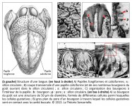 papilles fongiformes, papilles caliciformes, sillon, bourgeons du goût, pore, sillon circulaire, cellules gustatives, cavité buccale, inventions de l'écriture, bouche, système gustatif, papilles gustatives, analogie, organes des sens, sensoriel, mésopotamie, tablette, cunéiforme, mots, idéogrammes, pictogrammes, Uruk, langage, anatomie de la langue, structure