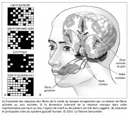 réponses des fibres, corde du tympan, intensité, réponse, motif, pattern, anatomie, voie du système gustatif, zone corticale, nerfs craniens, fibres gustatives, bulbe rachidien, sucrose, tartaric acid, quinine