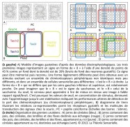 image gustative, données électrophysiologiques, signes, densité de points, neurones gustatifs, stimulus, chimiorécepteurs, cellules senorielles, saccharine, rapport signal-bruit, valeurs de seuil, concentration de stimulus, apprentissage, performance, détection, molécules de transduction, signaux, papille caliciforme, greniers urukéens, jarres de céréales, pois, lentiles, fève, céréales, roi, échanges, Philippe Roi, Tristan Girard, chercheur en neurosciences, inventions de l'écriture, bouche, système gustatif, analogie, organes des sens, sensoriel, mésopotamie, tablette, cunéiforme, mots, idéogrammes, pictogrammes, Uruk, langage, langue, urukéens