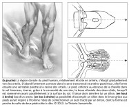 limon, agriculture, néolithique, araire, propulsion, station debout, équilibre, mouvement, dynamique, neurosciences, Mésopotamie, Uruk, pied, archéologie, invention, analogie, Philippe Roi, Tristan Girard