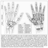 anatomie, main, poignet, pouce, doigts, squelette, ulna, raduis, scaphoïde, lunatum, triquetrum, pisiforme, hamatum, capitum, trapézoïde, trapèze, métacarpien, phalange proximale, phalange moyenne, phalange distale, rangée du carpe, armature osseuse, région palmaire, rayon digital, phalanges, articulations, flexion, jointure, cardan, tendons extenseurs, extension, muscles interosseux, écarter, rapprocher, pouce, système extenseur autonome, muscles, ouverture, écartement