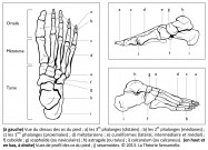 anatomie, phalanges, métatarsiens, cunéiformes, cuboïde, scaphoïdes, astragale, calcaneum, sésamoïdes, araire, propulsion, station debout, equilibre, mouvement, dynamique, neurosciences, Mésopotamie, Uruk, pied, archéologie, invention, analogie, Philippe Roi, Tristan Girard