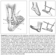 tibial postérieur, long fléchisseur de l'hallux et des orteils, court et long fibulaires, flexion dorsale, flexion plantaire, équin, jambe, araire, propulsion, station debout, équilibre, mouvement, dynamique, neurosciences, Mésopotamie, Uruk, pied, archéologie, invention, analogie, Philippe Roi, Tristan Girard