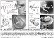 auditory system wavelength intensity amplitude eardrum vibrations ossicles middle ear energy transmission cochlea for hearing