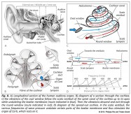 auditory organ cochlea vibration in the organ of Corti inner ear