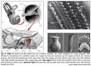 cochlea scala vestibuli tympani Reissner's membrane and cochlear canal organ of Corti pillars outer hair cells Deiters cell basilar supporting cells hair bundles and inner hair cells