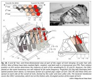 analogy base apex OHC outer hair cell organ of Corti tunnell of Corti stereocilia pillar cells tectorial membrane sound