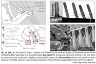 analogie between undulatory movement fingere strings harp basilar membrane organ of Corti Deiters cell
