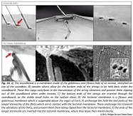 analogy soundboard tectorial membrane auditory system organ of Corti