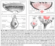 analogy between soundbox harp and auditory hair cell organ of Corti