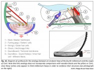 analogy between the Urukean harp and the Auditory system